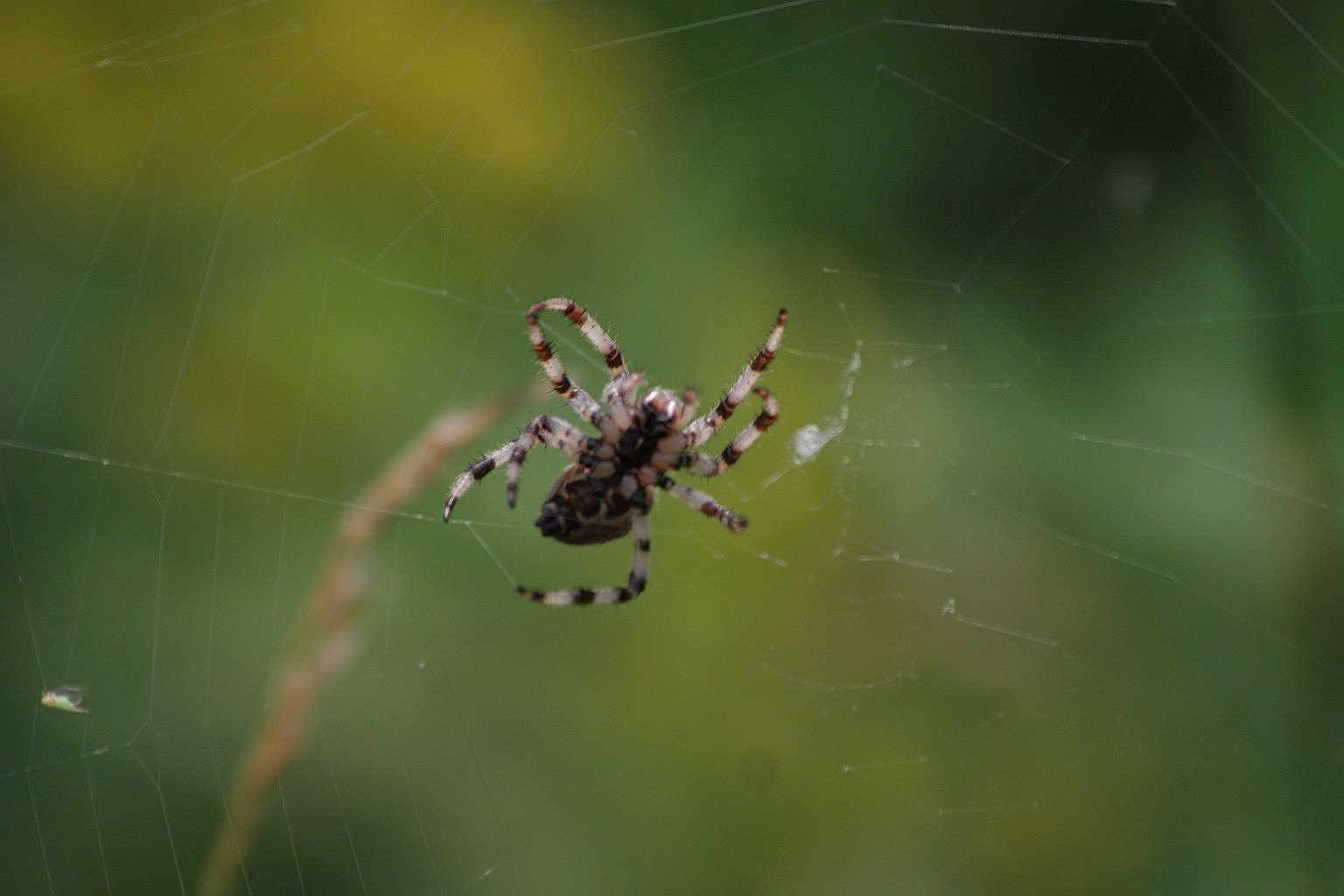 Araneus sp.